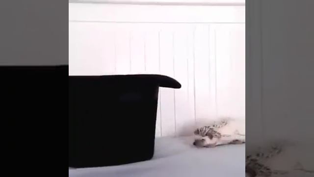 Прикольные ёжики.