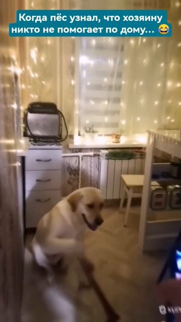 Лучший помощник по дому 😃