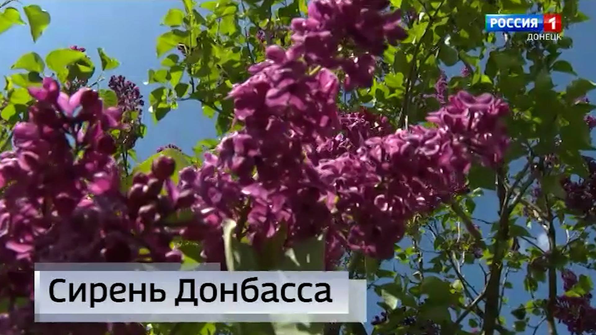 В Донецком ботаническом саду в самом разгаре цветение сирени — одного из главных символов мая