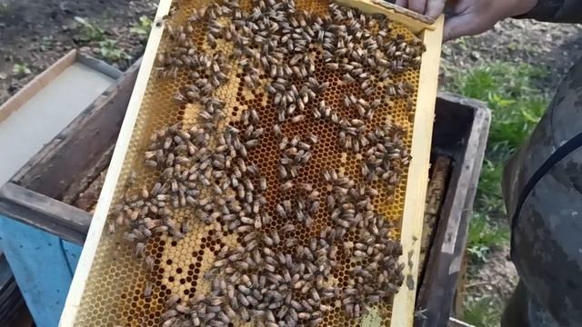 Собираю первый пакет кордован на продажу в этом году. Комплектация, состав и количество пчёлы.