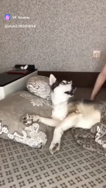 clip-226001854_456290368.mp4