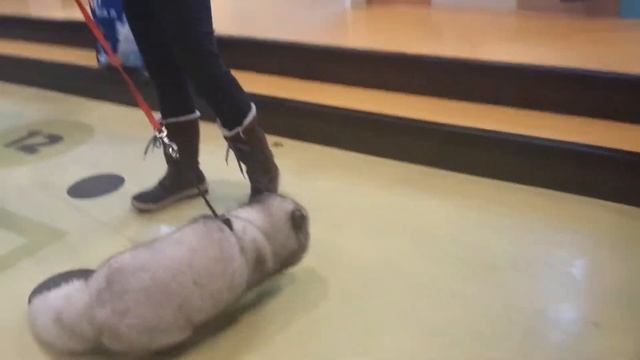 Песец