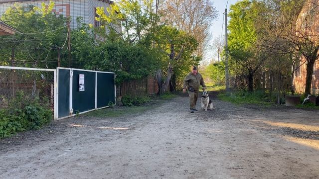 Восточно-европейская овчарка 1,4 года Фиелисс Райга! Будни дрессировки!