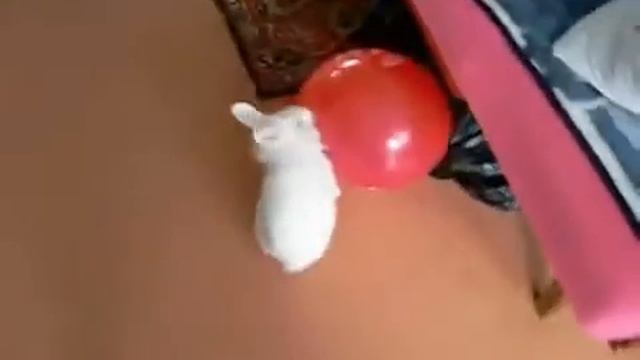 прикольный кролик,смотреть до конца)