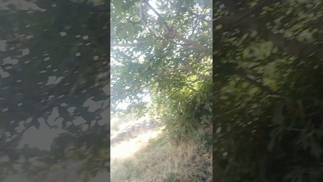 Куликово поле. Роман-Кош Хьюго Баскервиль обработка, роллинг. 20.07.24. Севастополь.дочь Пули.Сев-л