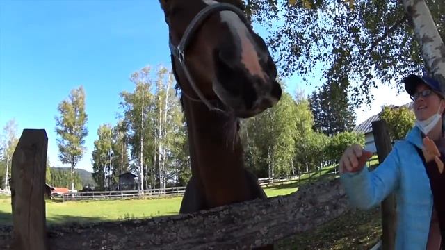 Лошадка показывает фокус, который вы никогда не увидите в цирке!