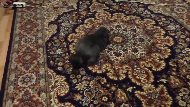 Издеваюсь над котом)