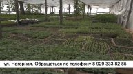 За рассадой – в теплицу!