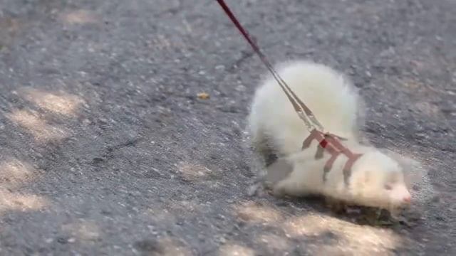 Хорек