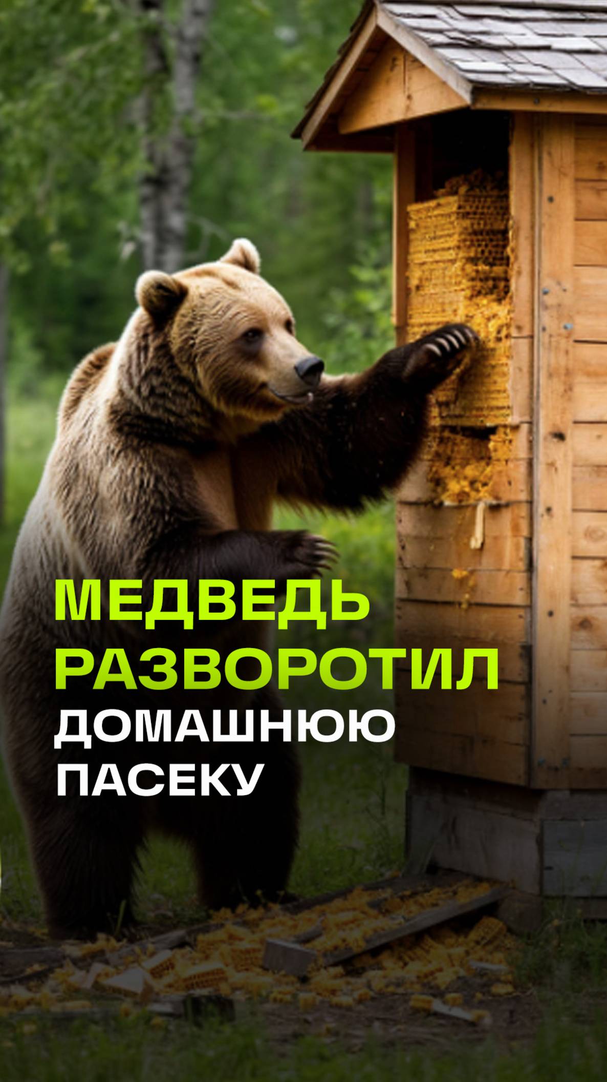 Медведь забрался во двор и разорил улей в Ингушетии