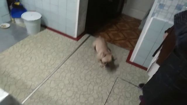 французский бульдог Бонита в гостях у бабушки смешное видео