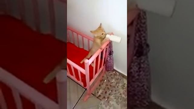 Прикол китайцев.