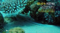 Музыка для Исцеления: Частота 128.43Гц (432Гц) - С1 и Т1 Позвонки