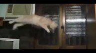 Приколы над котами 10 серия by MrĜ Ǻ Ӎ Ế Ʀ _TeRoRiST