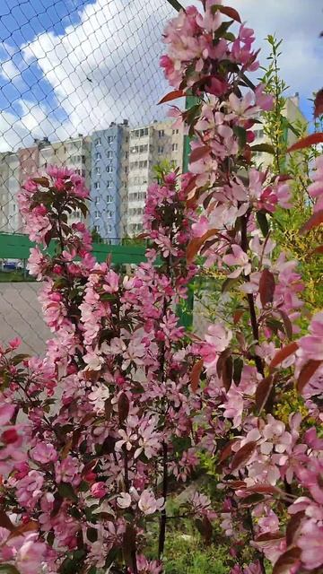 #калининград #цветы....лучше чем люди...предпочту лишь их...