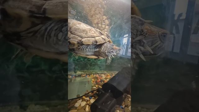Черепашки в аквариуме 🐢