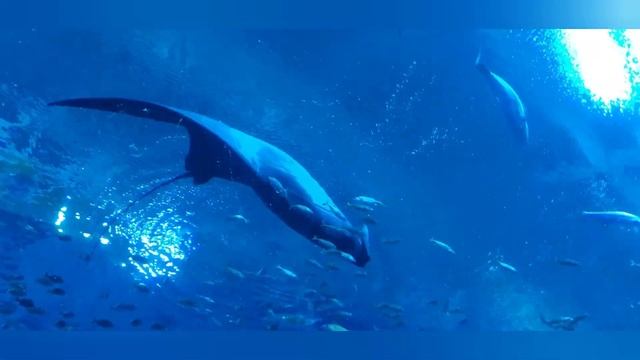 Atlanta, Georgia Part 2 | Expo | Aquarium | Coca-Cola Factory | NAFDMA 2022