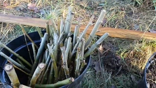 The Most Easy way to plant Willow Cuttings!