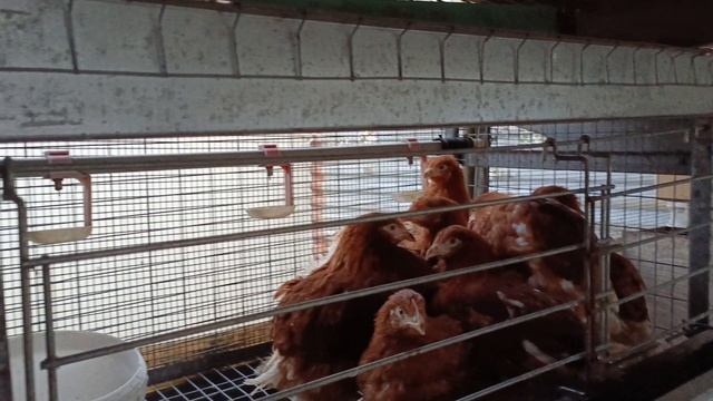 Ломан Браун на обновление поголовья, цвет для различия возраста