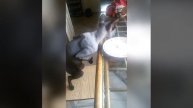 эти прикольные животные