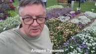 Вербена - бесконечный цветочный праздник!