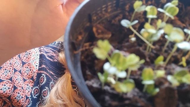 My plants . Shy Mimosa, Marimo moss ball,Money plant