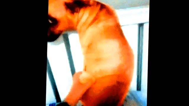 Юмор и прикол. Собака обманка 2018  Humor and funny Dog snag
