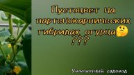 Пустоцвет на партенокарпических огурцах. Слабая партенокарпия?