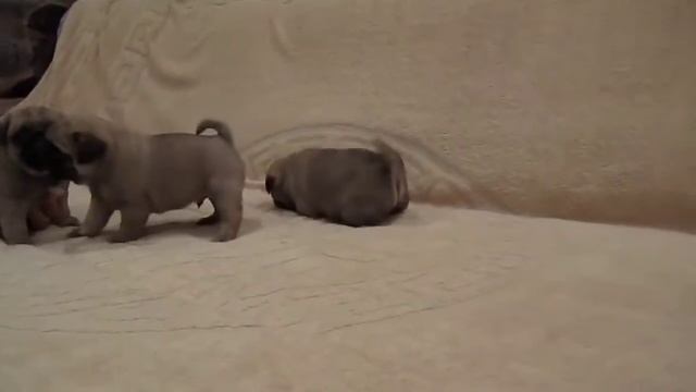 щенки мопсов
