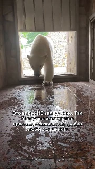 милый белый медведь...