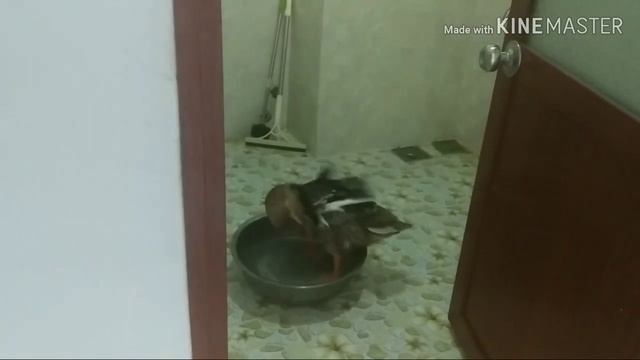 Подглядывание в душе за уткой, home video, чем развлечь себя на карантине,  утка Боря