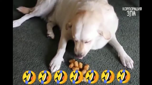 Уз приколлар 😎😎😎👍👍