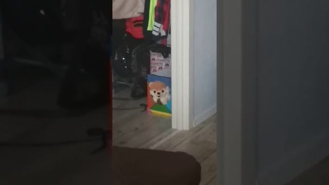 Смешные коты. Дюська устал жить один