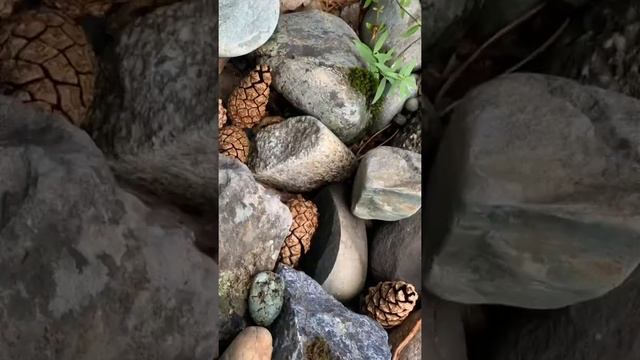 Алтай Сенц