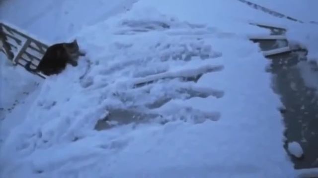 Котоприколы