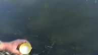 Рыбалка. Ловля на пружины и поплавок. My fishing.