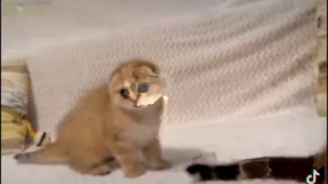 Золотые шотландские вислоухие котята из Питомника Ru-Star Fold