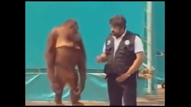 Смешные Обезьяны видео смотреть, приколы, РЖАКА!!!
