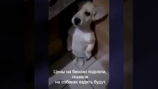 Лиза леша прикол