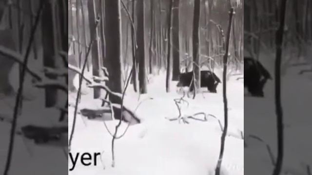 жесткий прикол на охоте  Коля обернись