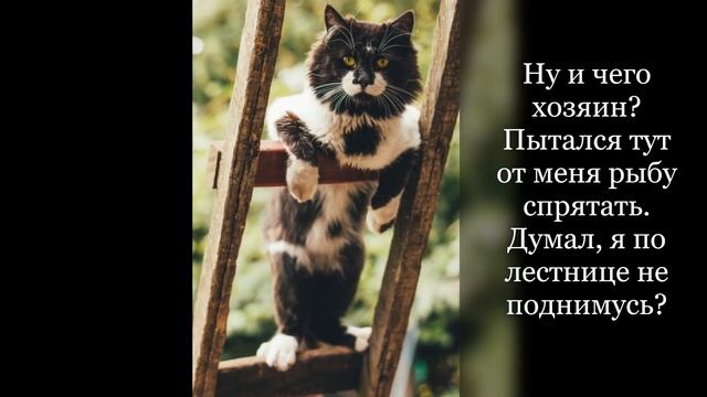 Топ-15 смешных котиков для улыбок и хорошего летнего настроения