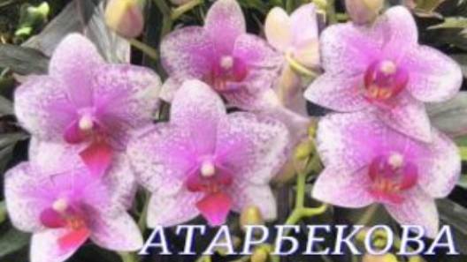 №1073/ СВЕЖАЯ поставка ОРХИДЕЙ в с/ц на АТАРБЕКОВА