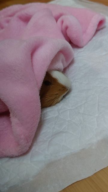 спим под одеялом