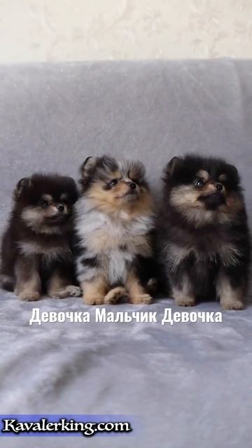Если вам нравятся наши щенки, напишите нам, и мы расскажем о них подробнее. Сайт: kavalerking.com