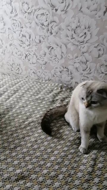 котик.mp4
