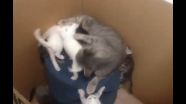 Смешные собаки Приколы про собак Funny Dogs 2019 (Самые Поетшные хохмы)