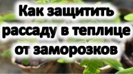 Как защитить рассаду в теплице от заморозков. Бесплатный способ сохранения тепла.