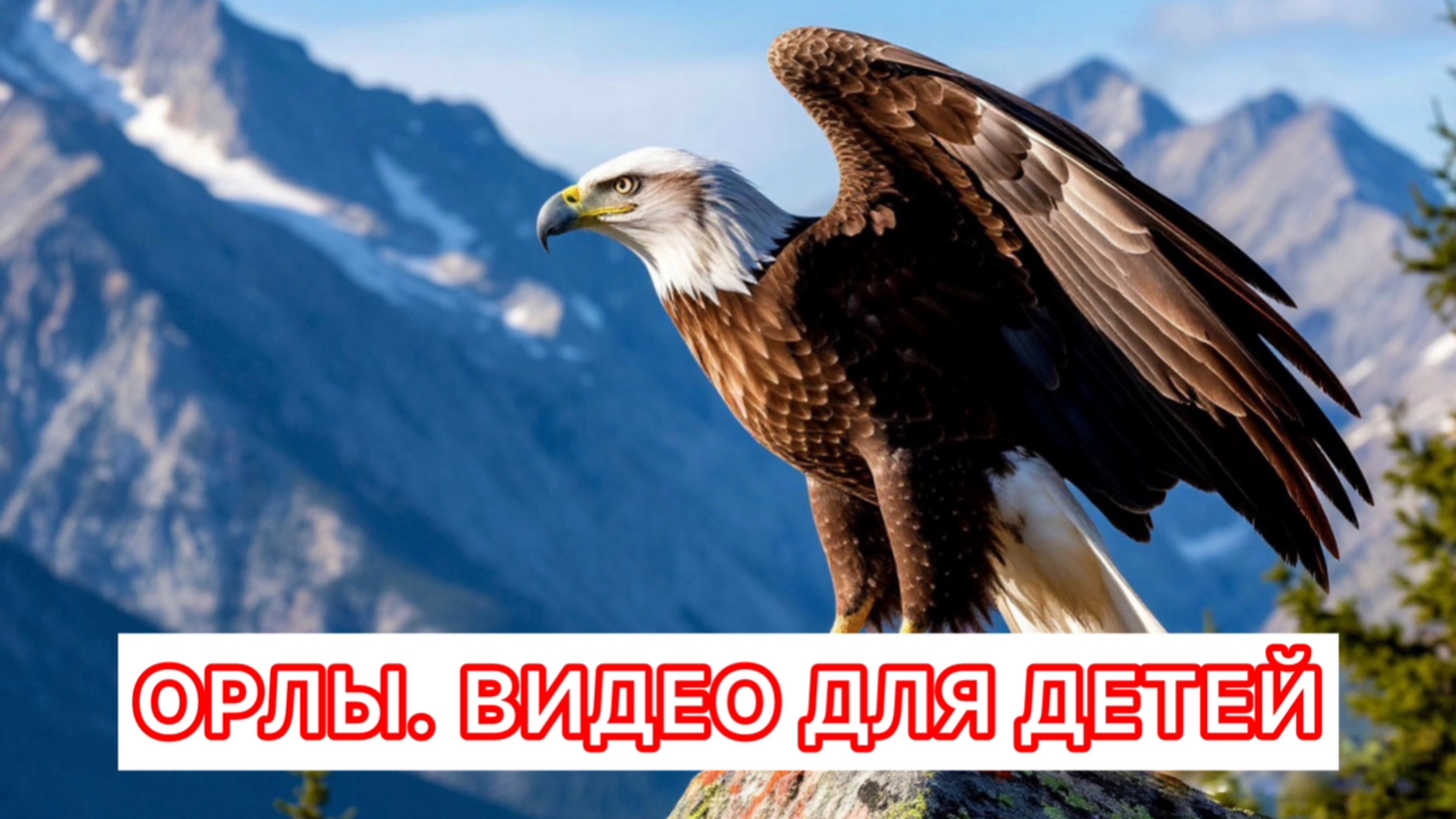 Орлы: удивительные факты и жизнь