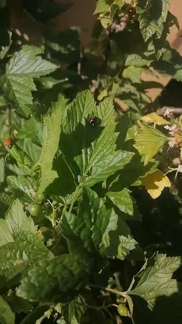 Не такая, как все! Божья коровка (Coccinellidae) дважды уколотая (название из-за 2 красных точек)🐞