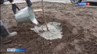 Маньчжурский орех составит компанию липам и рябинам в Костроме